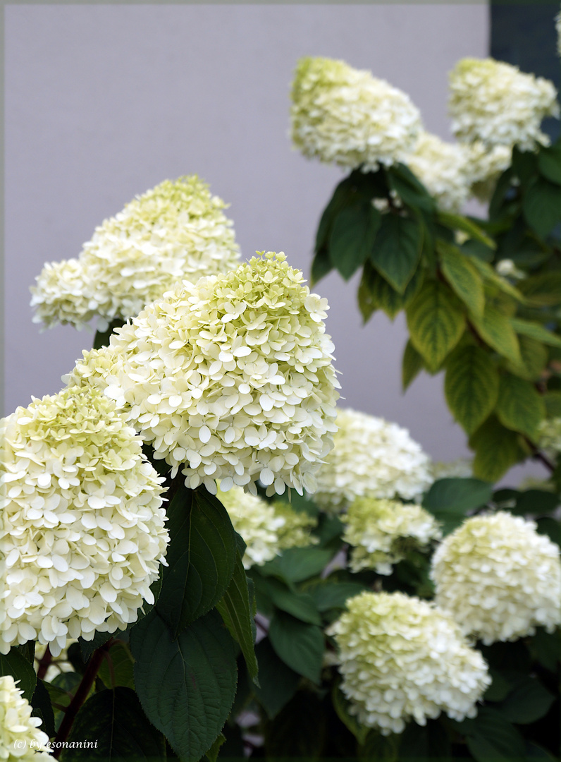 Bilder Rispenhortensie: A Flowery Journey into Drawing