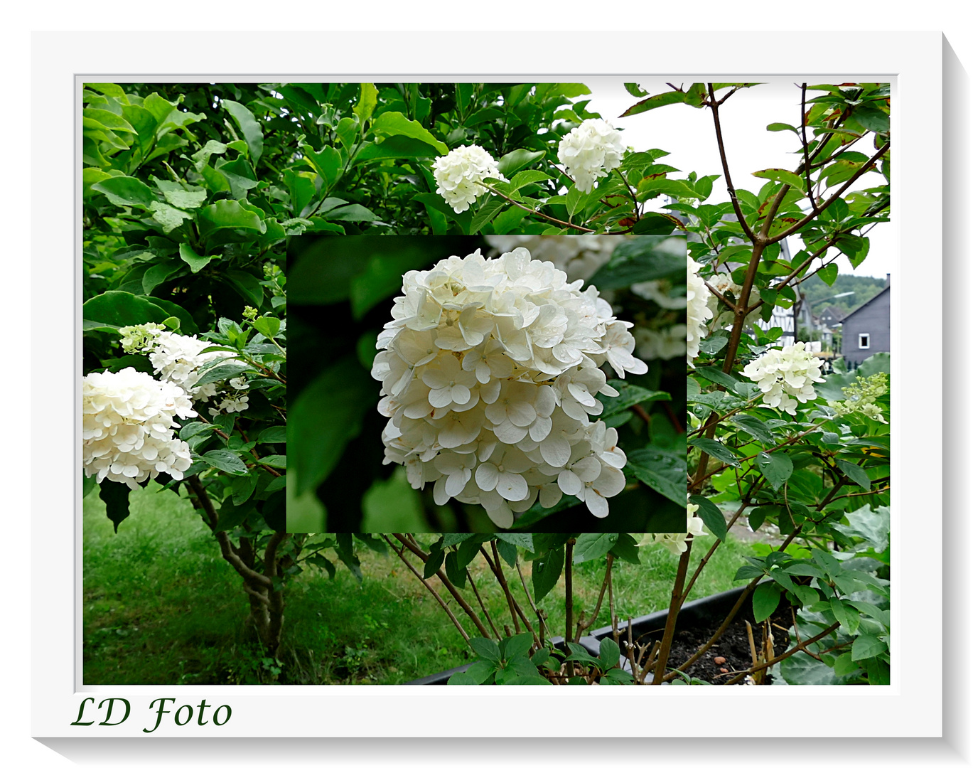 Bilder Rispenhortensie: A Flowery Journey into Drawing