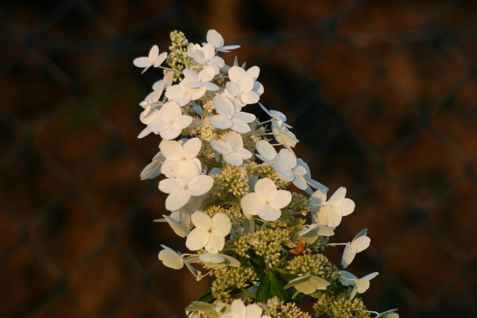 Rispenhortensie