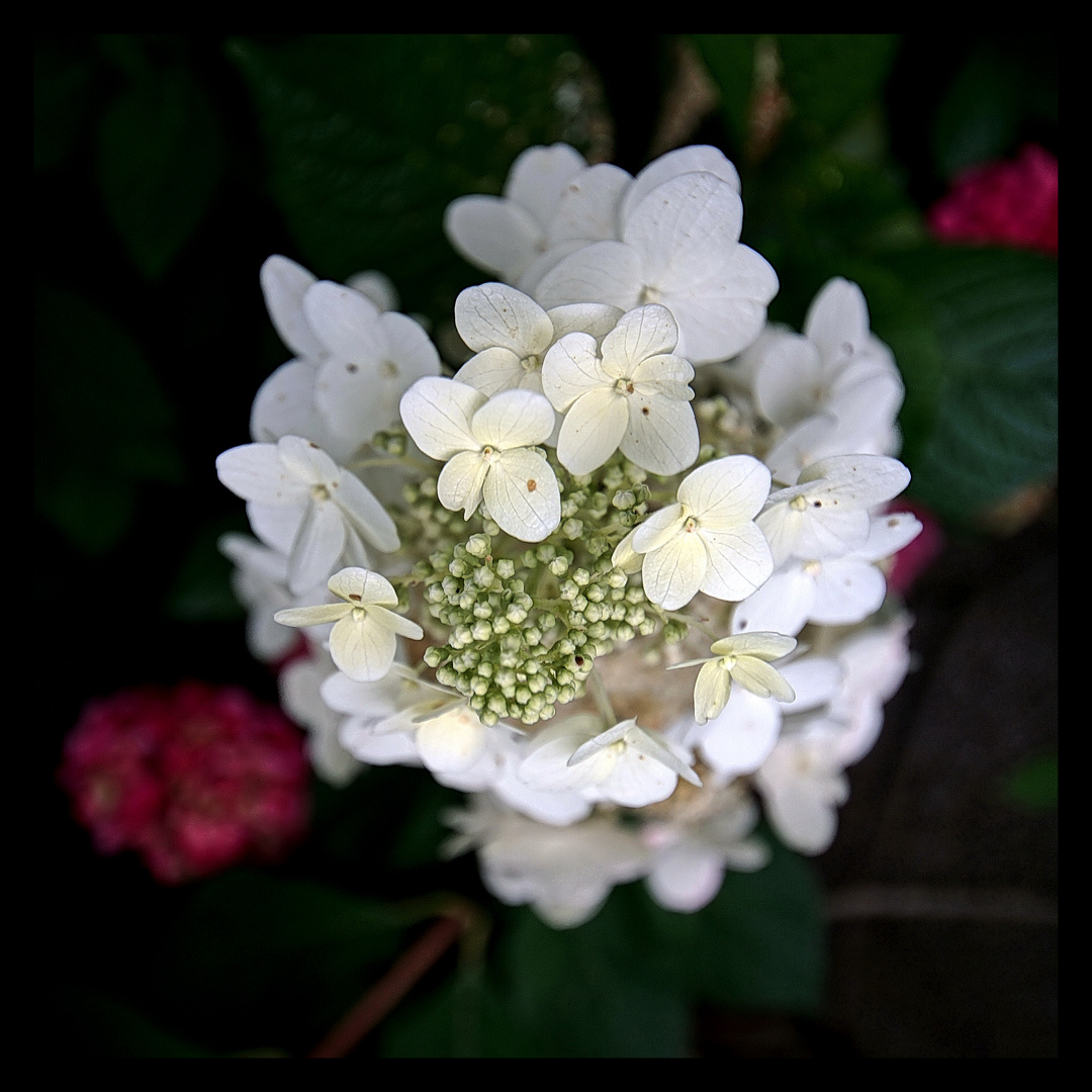 Bilder Rispenhortensie: A Flowery Journey into Drawing