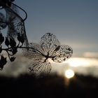 Rispenhortensie im Gegenlicht