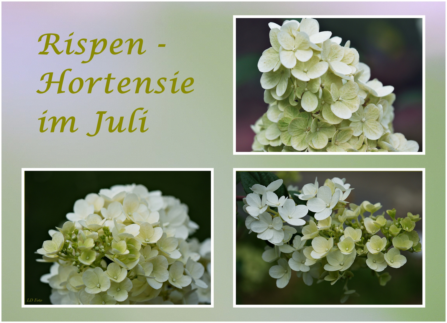 Rispenhortensie im Juli