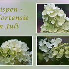 Rispenhortensie im Juli