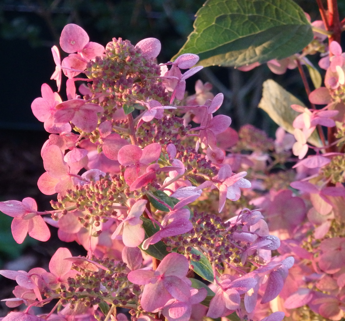 Rispenhortensie im Morgenlicht