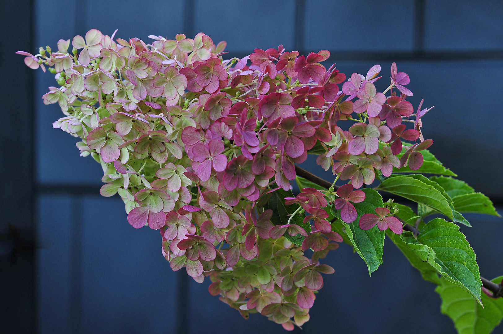 Rispenhortensie in herbstlicher Färbung