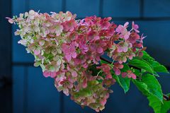 Rispenhortensie in herbstlicher Färbung