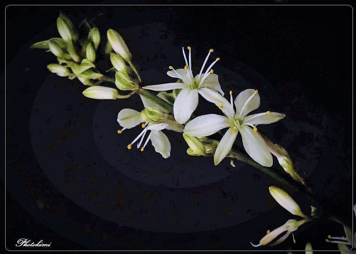 Rispige Graslilie (Anthericum ramosum) (II)