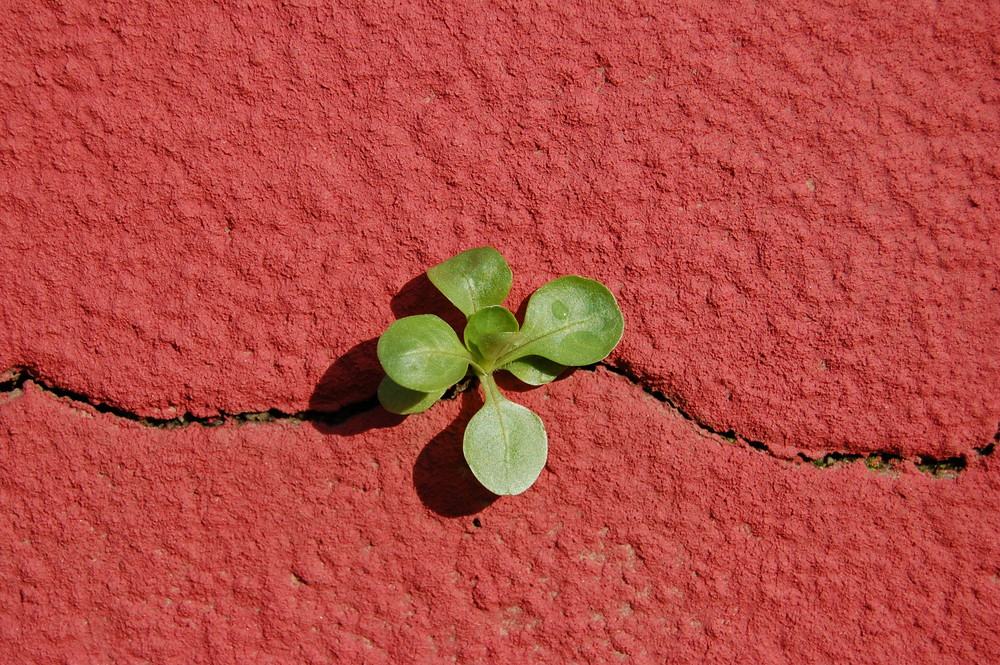 Riss in der Wand