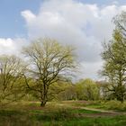 Rissener Heide