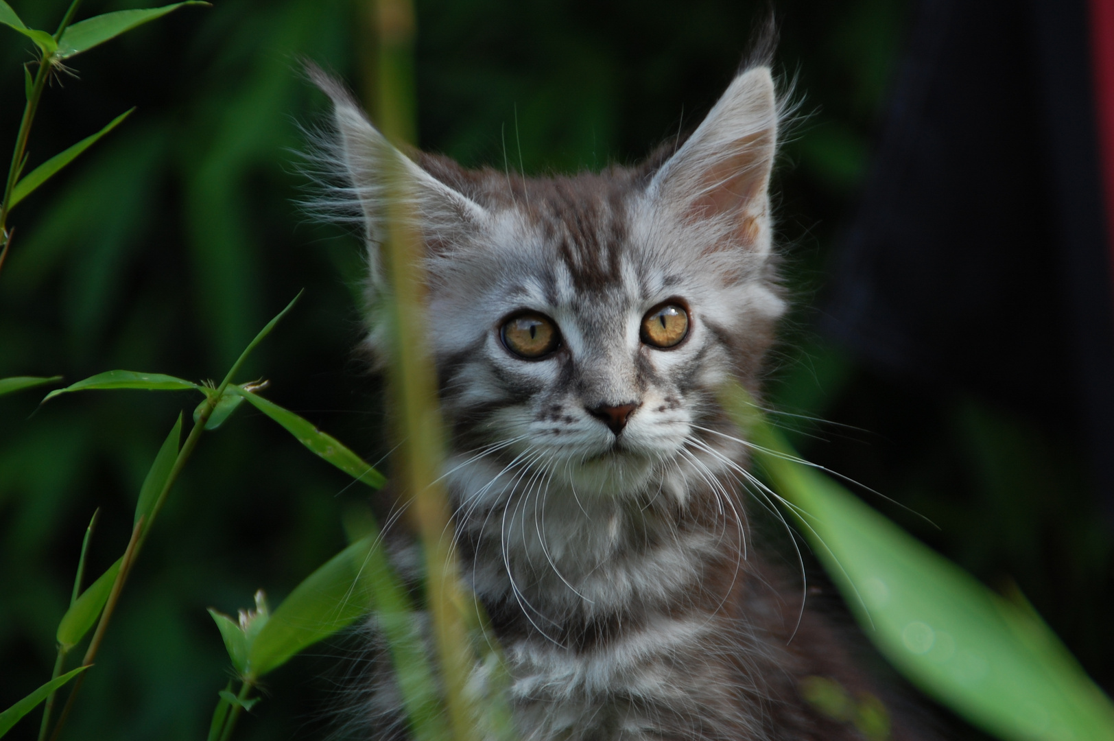 Rissi 15 Wochen im Garten