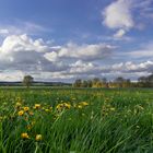 Risstalfrühling