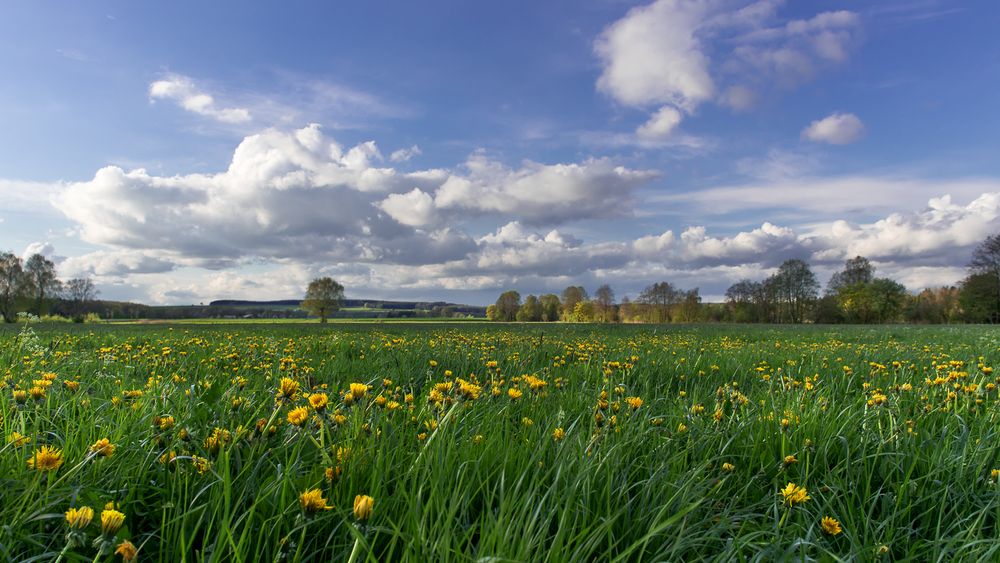 Risstalfrühling