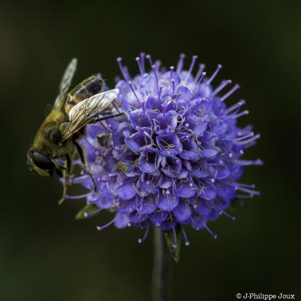 Éristale abeille -