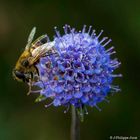 Éristale abeille -