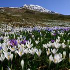 Risvegli di primavera