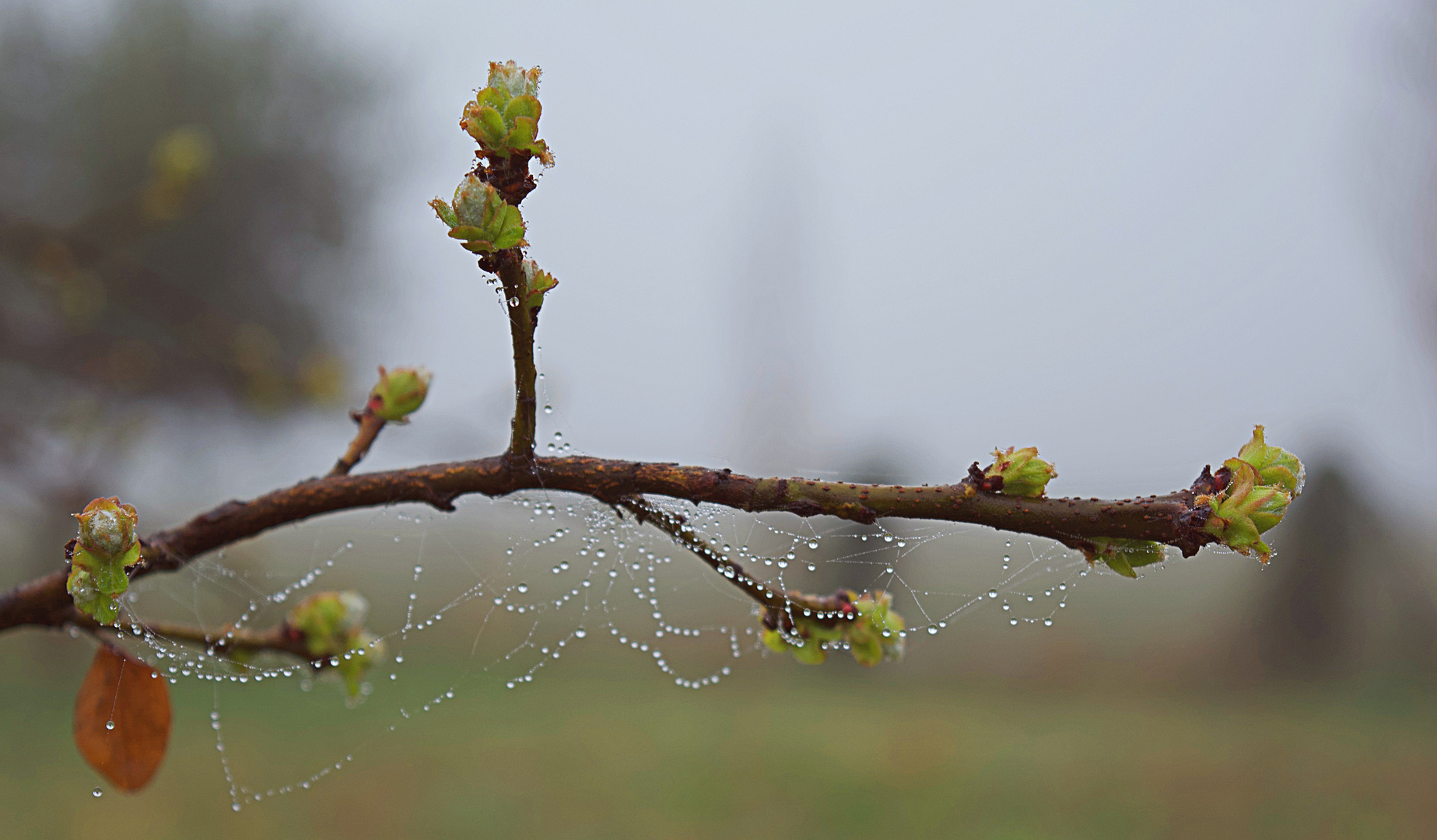 riSveglio Foto Immagini nikon, photography, mood Foto su