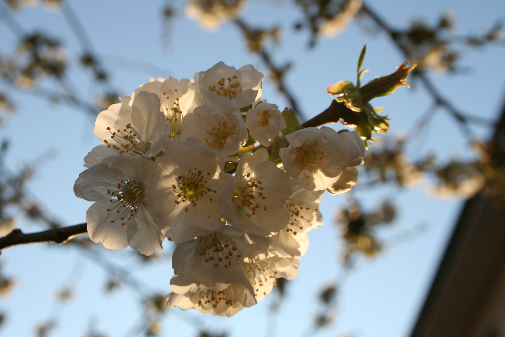 Risveglio di primavera