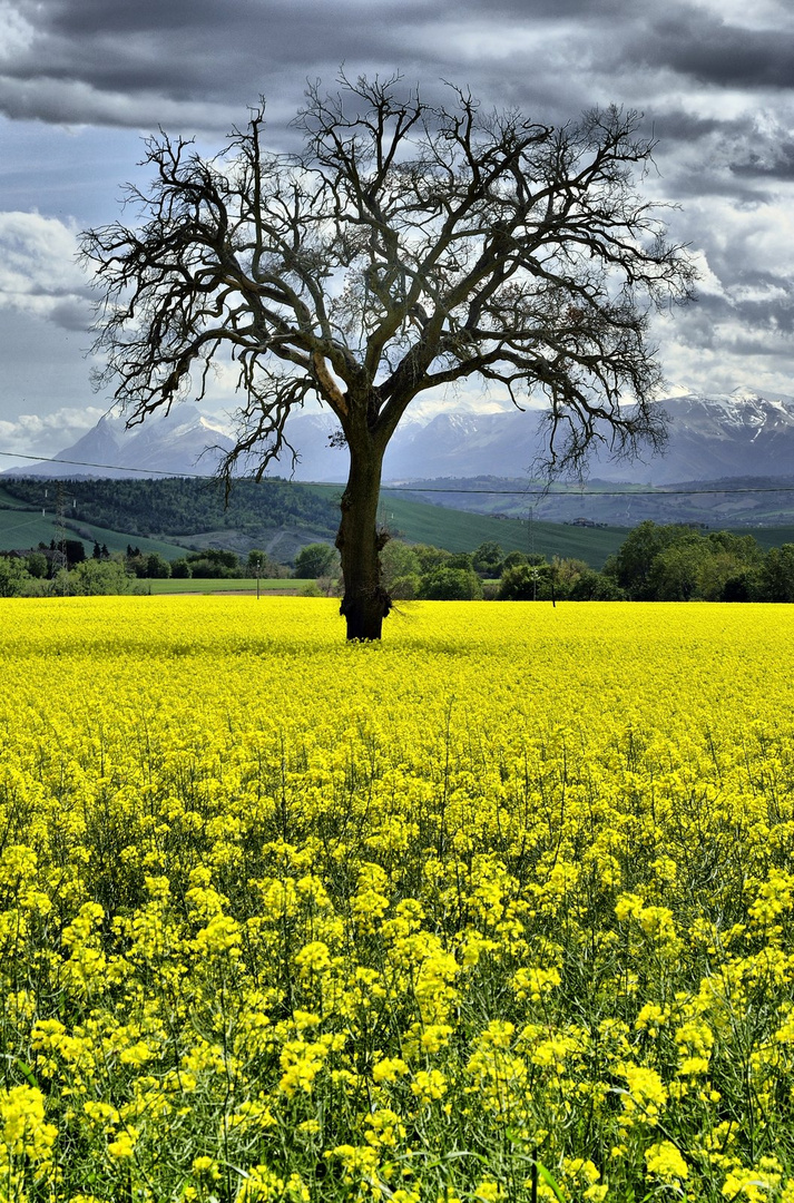 Risveglio di primavera