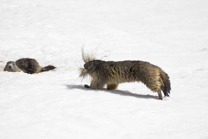 Risveglio marmotte 2