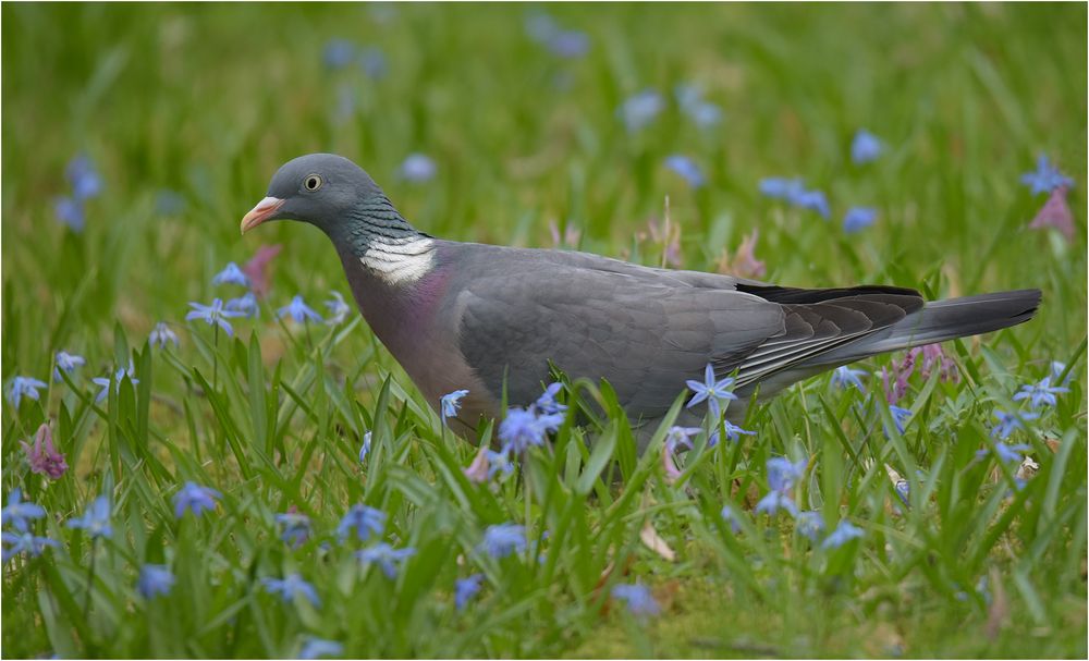 RiTa auf der Blumenwiese