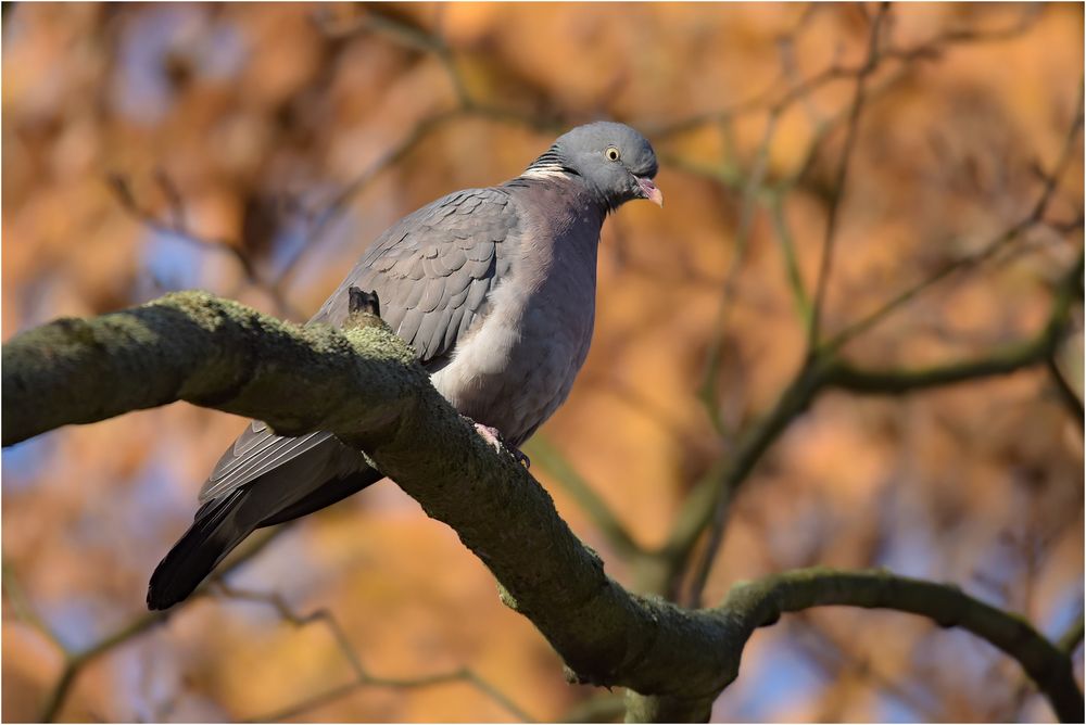 RiTa im Herbst