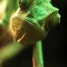 User Profile Photo