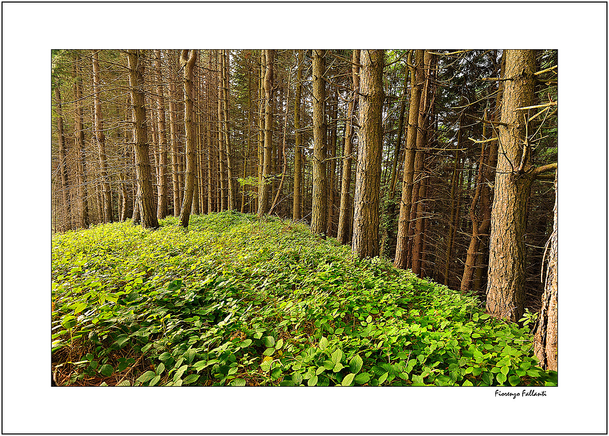 ...RITORNO ALL'APPENNINO...2