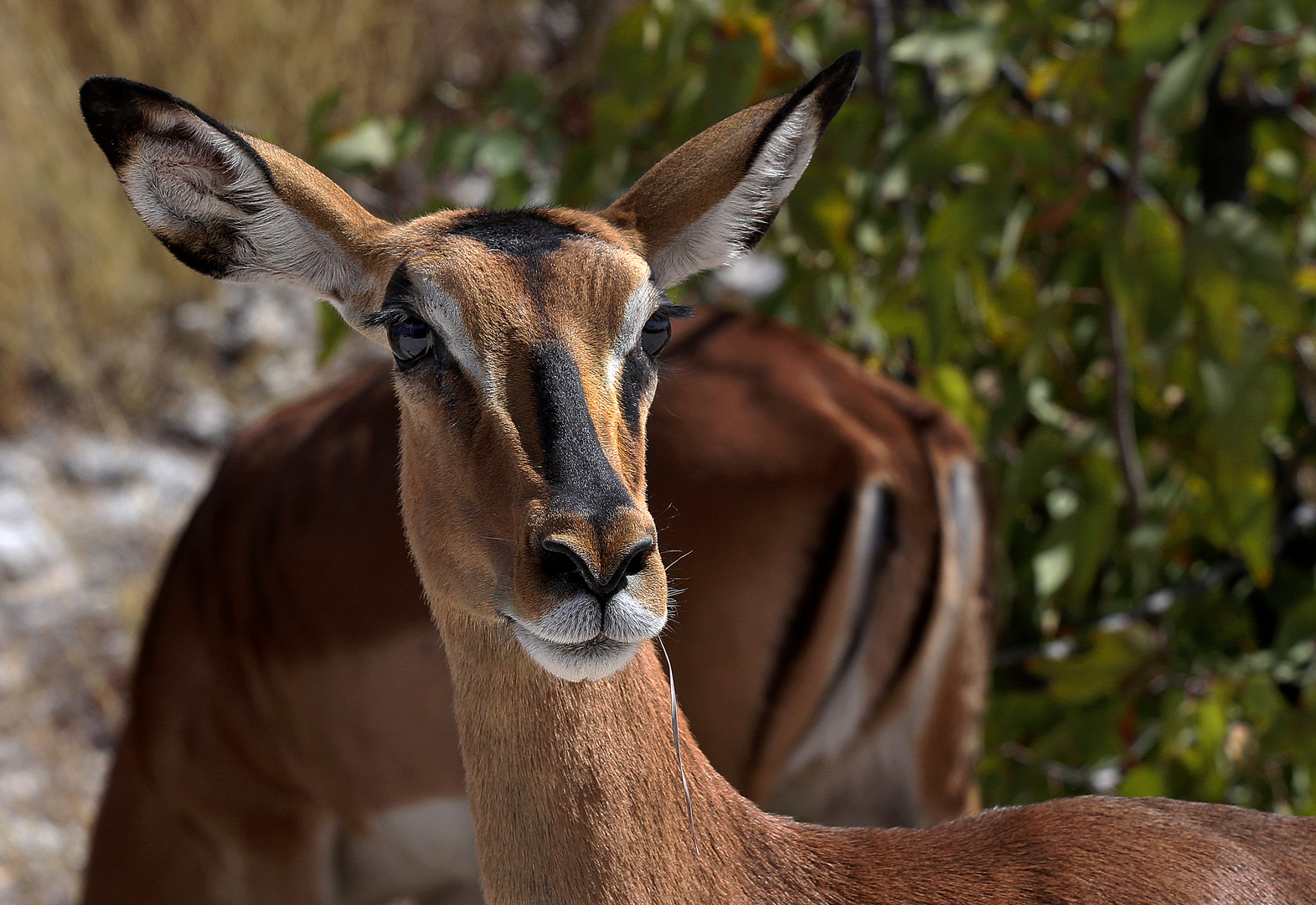 ritratto di antilope