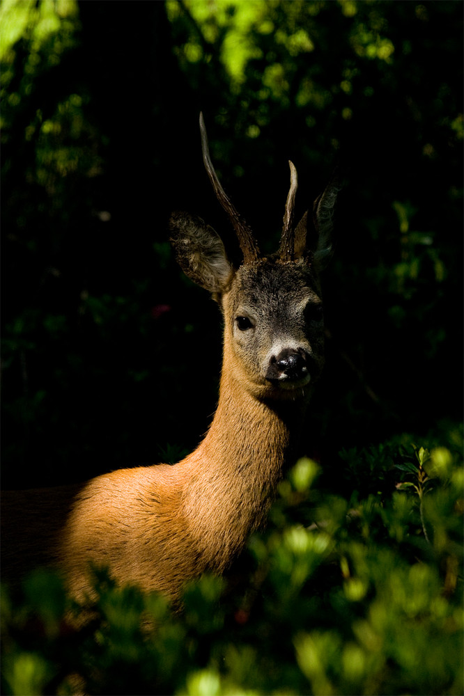 Ritratto di bosco.