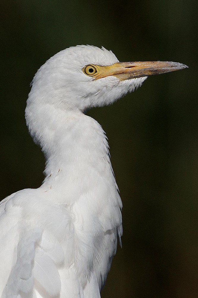 Ritratto di Guardabuoi