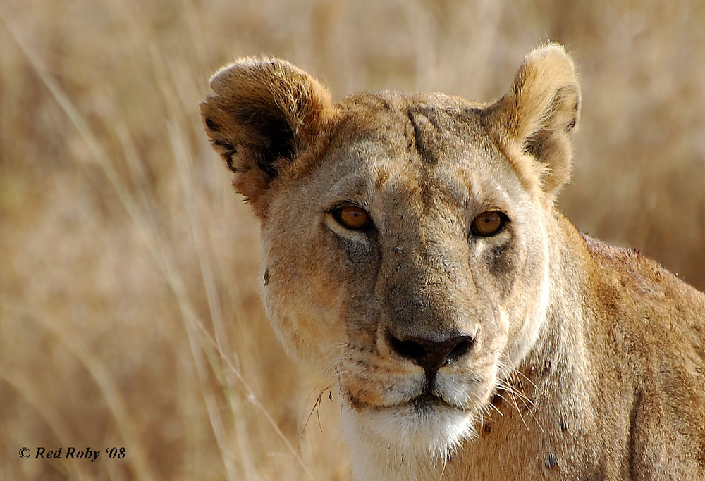 Ritratto di leonessa (Tanzania)