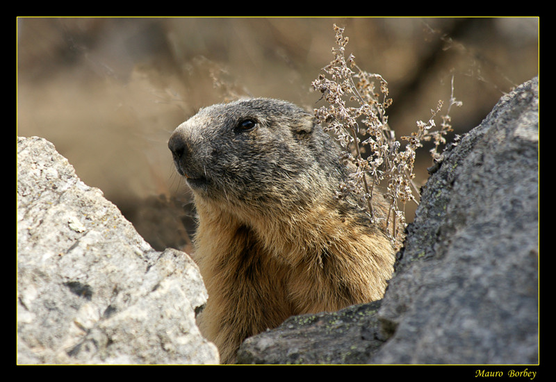 Ritratto di Marmotta.