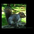 Ritratto di scoiattolo 6