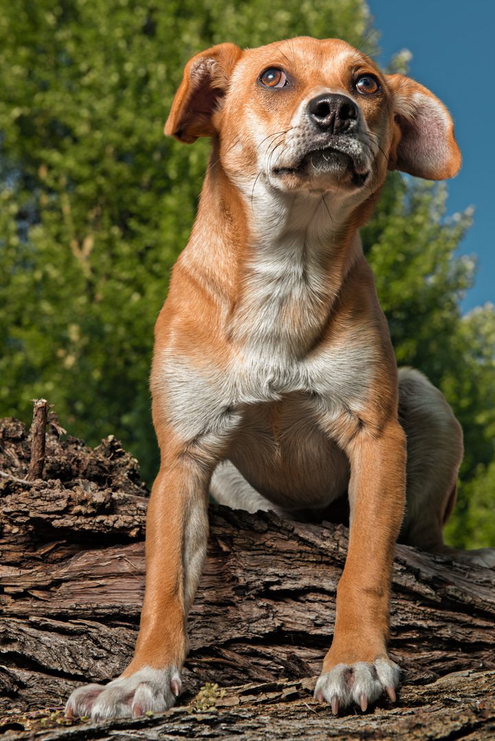 Ritratto di un cane