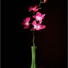 ... ritratto ... di un'orchidea ...