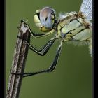 Ritratto Sympetrum fonscolombii femmina