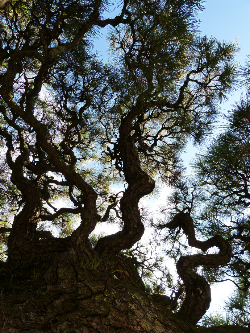 Ritsurin koen - 400 yrs old pine tree