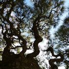 Ritsurin koen - 400 yrs old pine tree