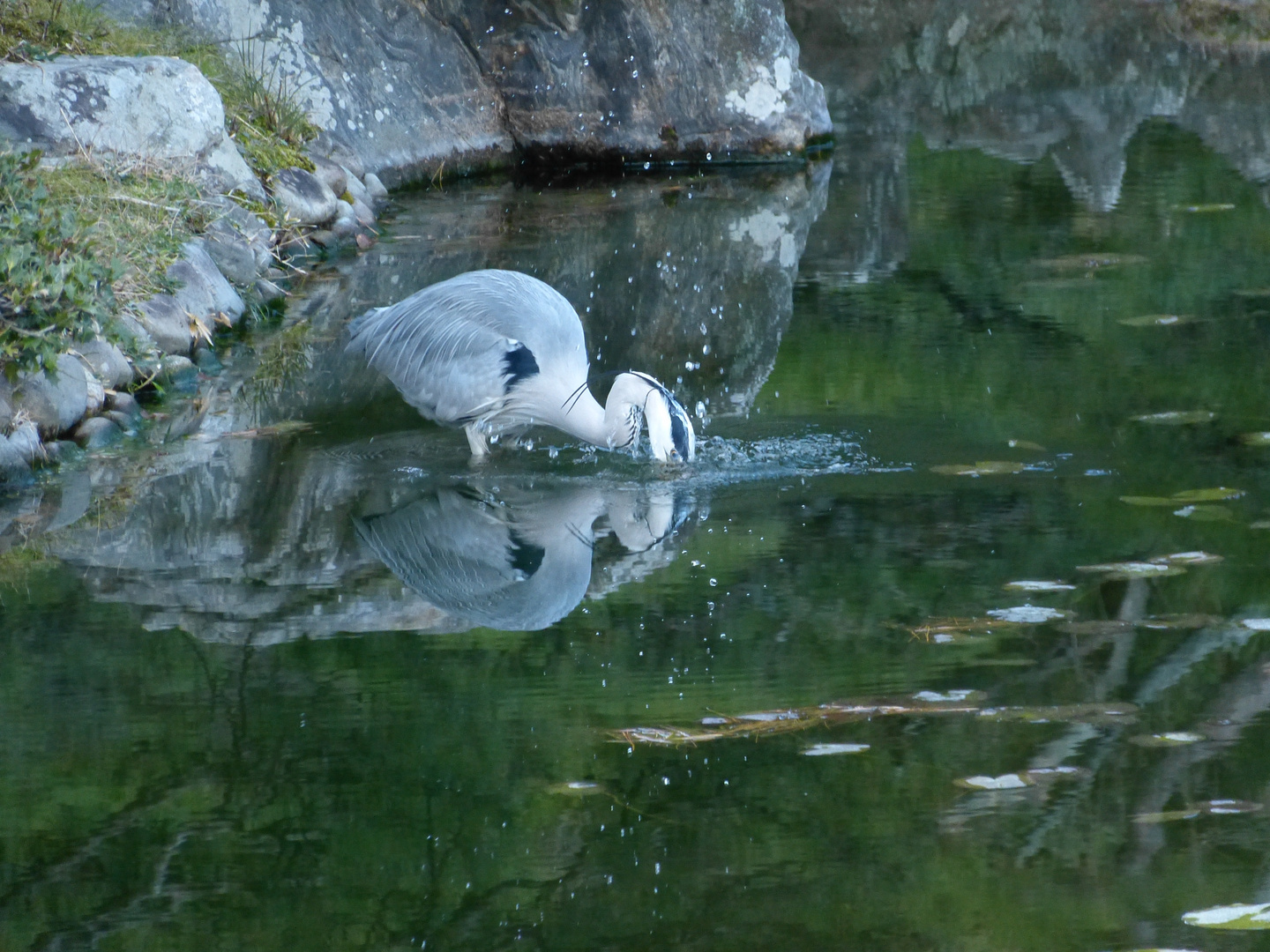 Ritsurin koen - Fischreiher - Itadakimasu!