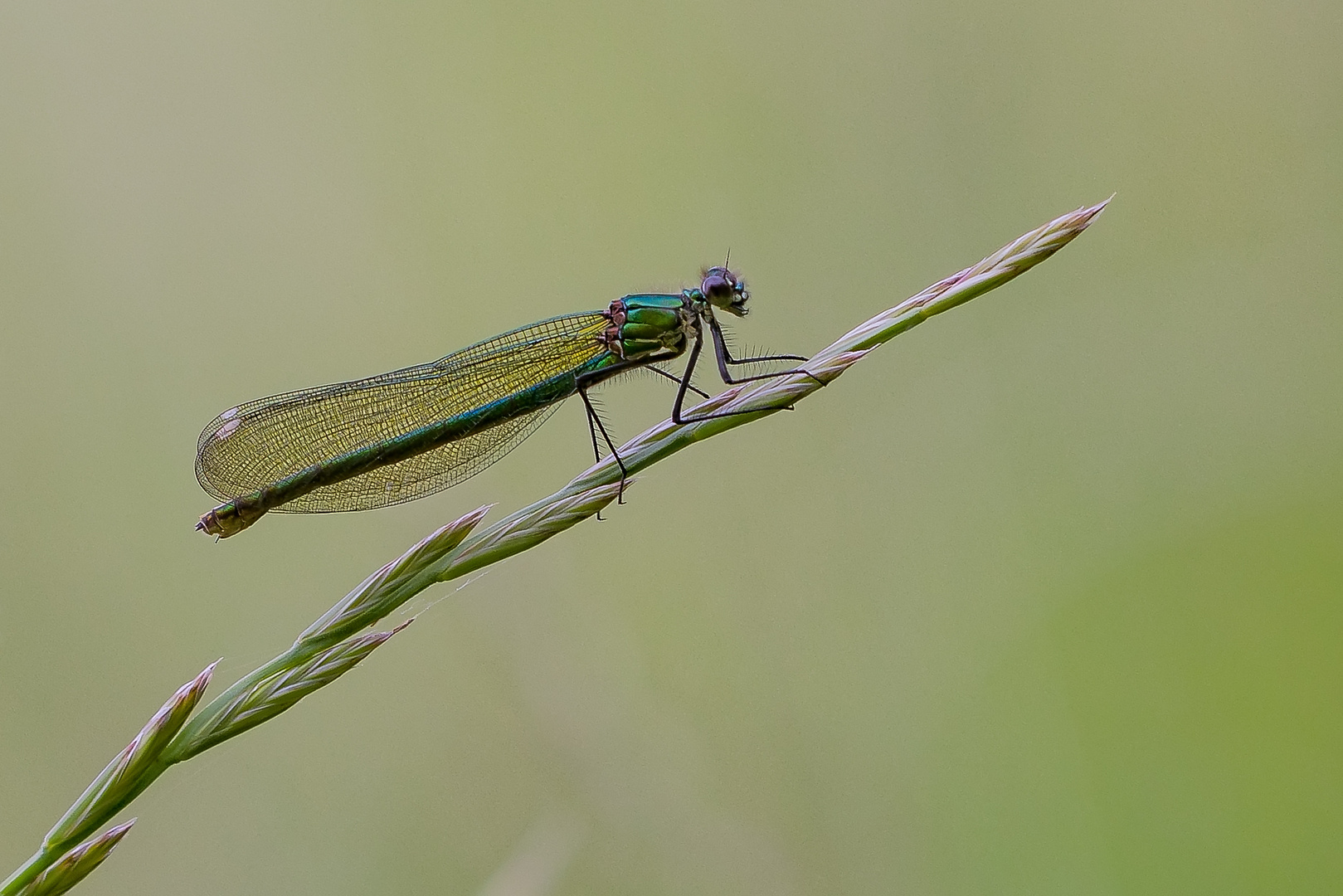 Ritt auf dem Grashalm