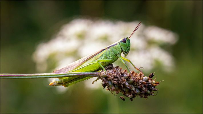 Ritt auf dem Hexenbesen