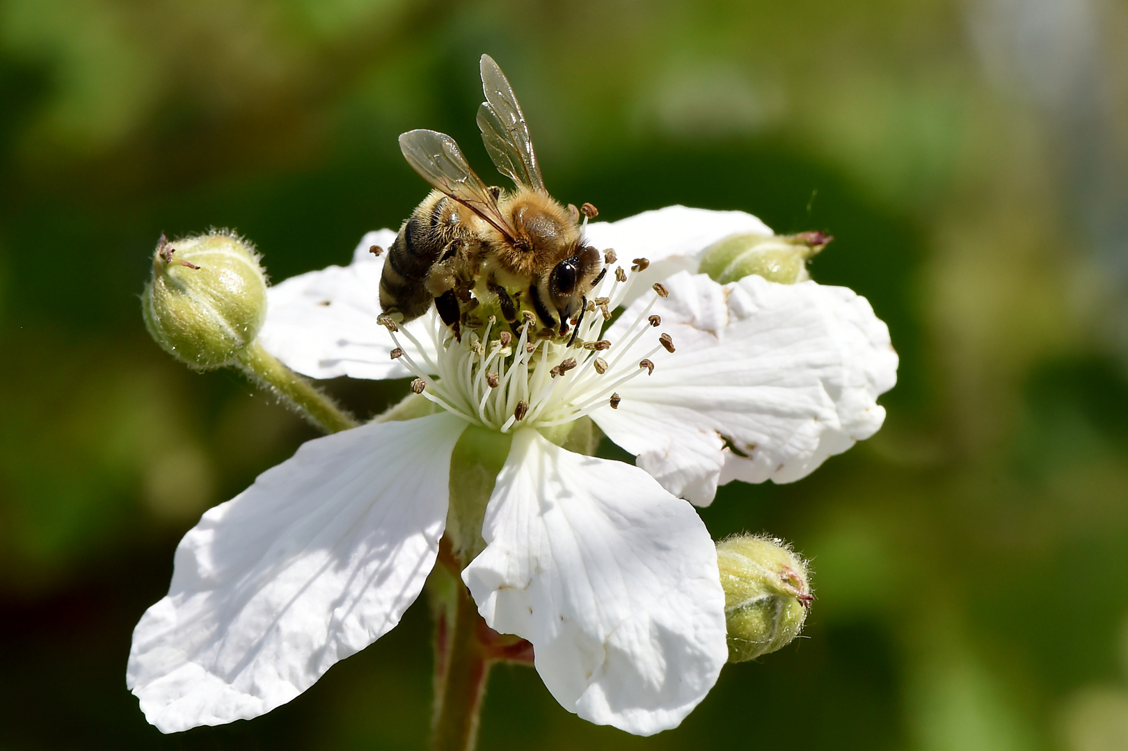 Ritt auf der Brombeere