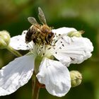 Ritt auf der Brombeere