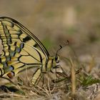 Ritter Machaon