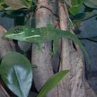 Ritteranolis