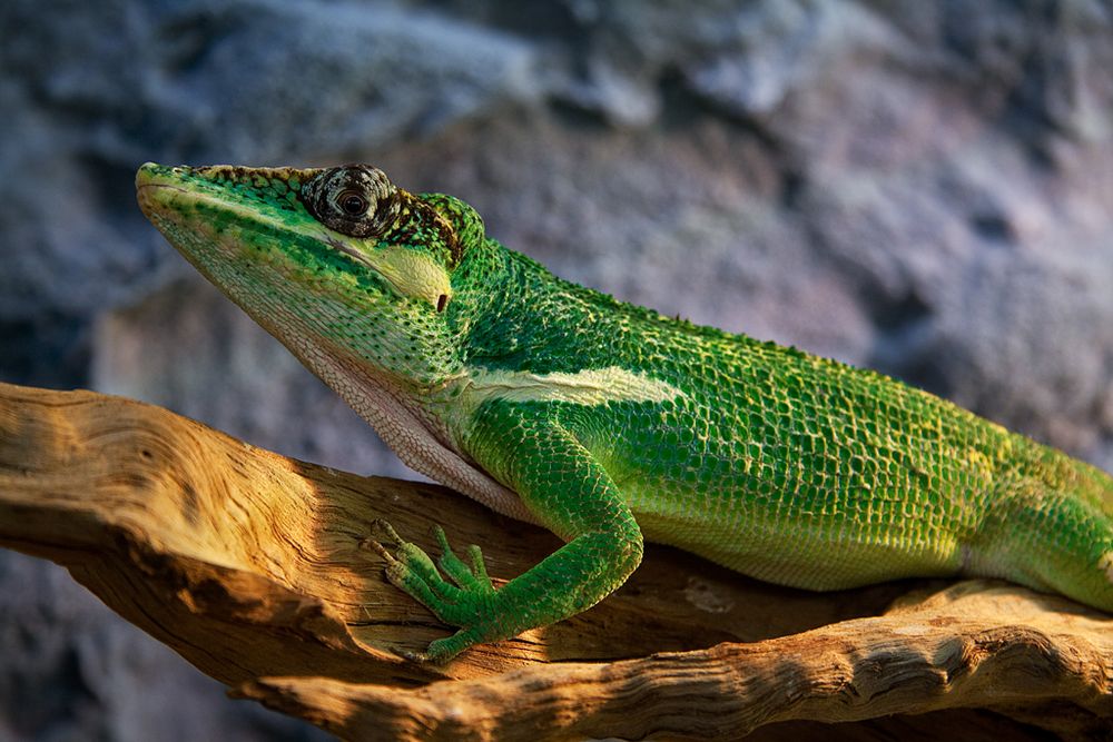 Ritteranolis