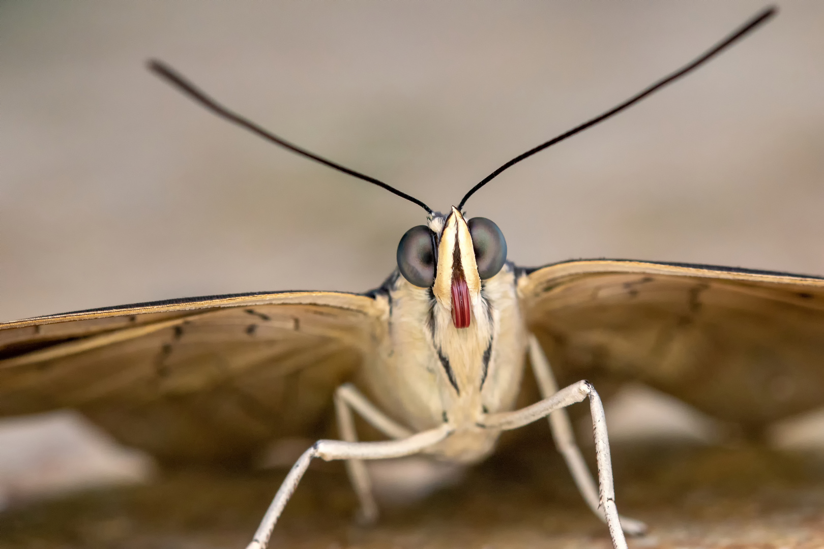 Ritterfalter Auge in Auge