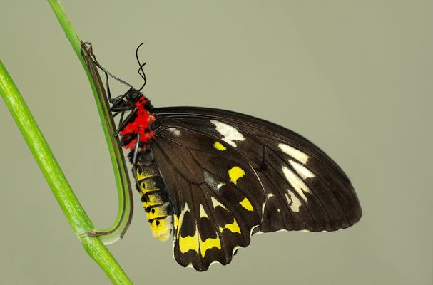 Ritterfalter Cairns Birdwing....