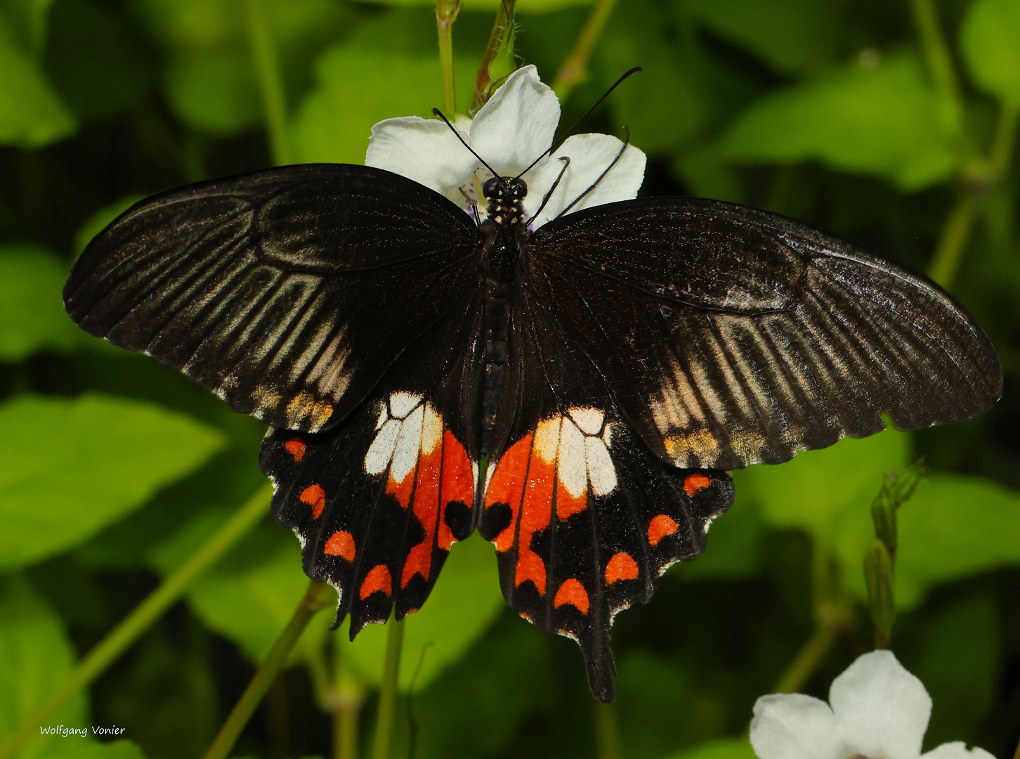  Ritterfalter Pachliopta aristolochiae