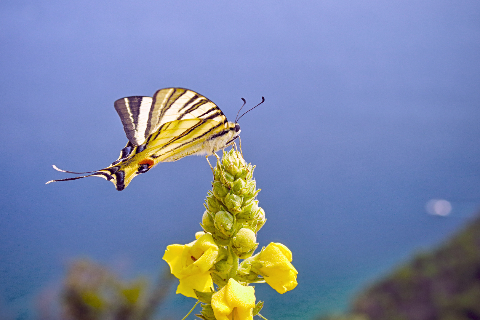 Ritterfalter - Segelfalter (Iphiclides podalirius)